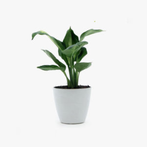 Suspendisse urn