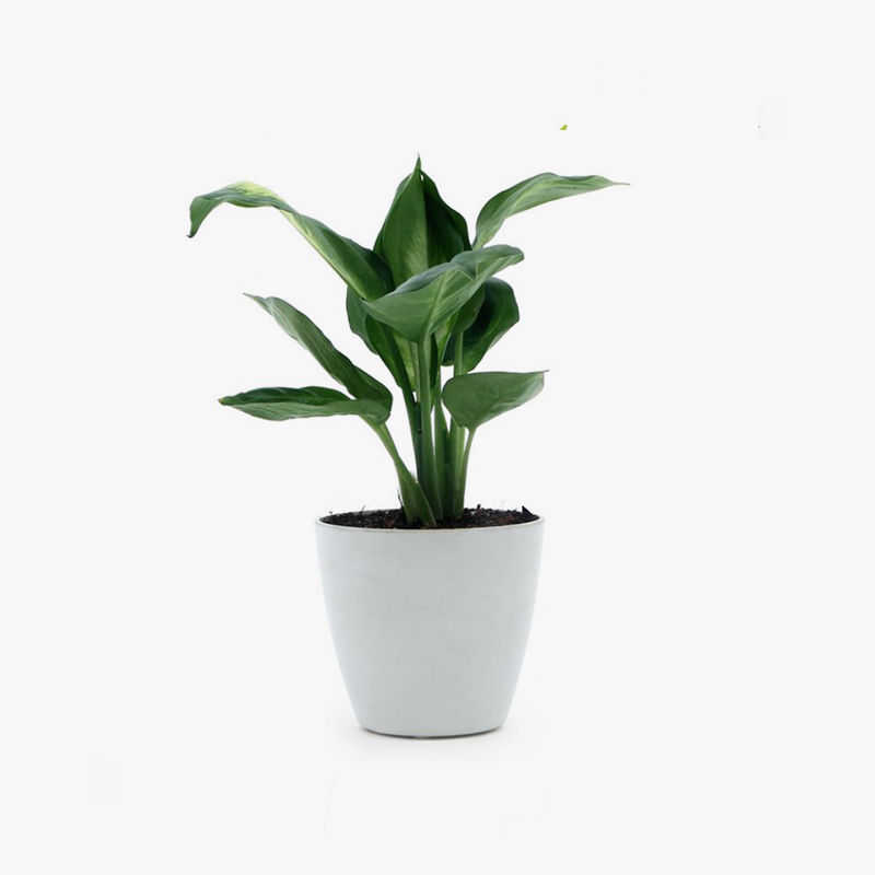 Suspendisse urn